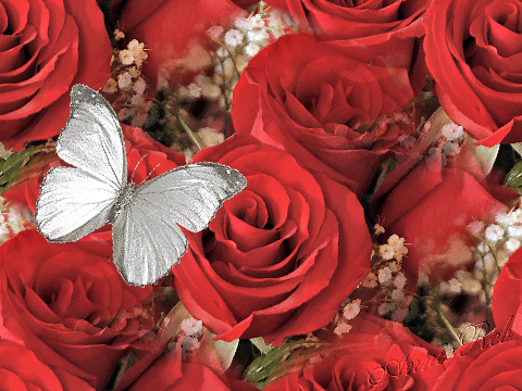 Ankara Leyla çiçekçilik güller ve kelebek 