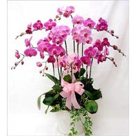 iki dal saksı orkide çiçeği salon süs bitkisi Ankara ostim çiçek siparişi firma ürünümüz