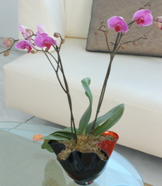 vazo içerisinde tek dal saksı orkide çiçeği Ankara çiçekçilik görsel ürün modeli 