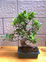 Ankara Elvankent Çiçekçi firması ürünümüz Bonsai küçük japon ağacı iç mekan süs bitkisi